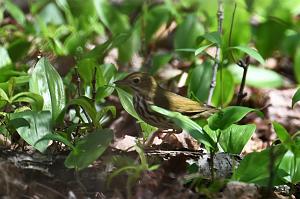 Warbler, Ovenbird, 2025-05077541 Parker River NWR, MA